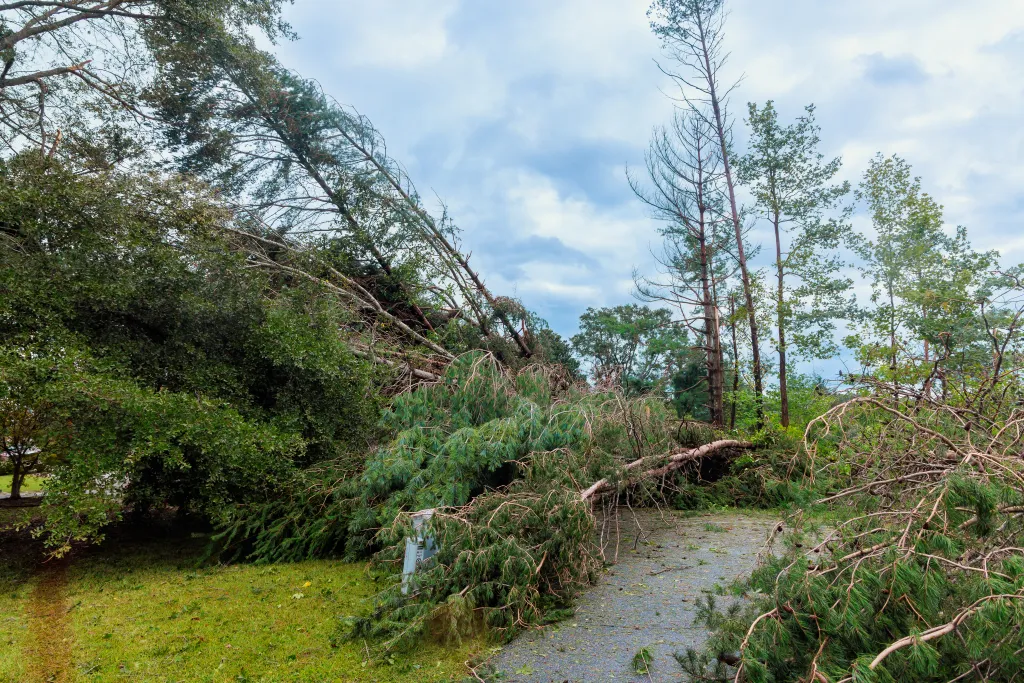Fallen Trees Impact Emergency Services